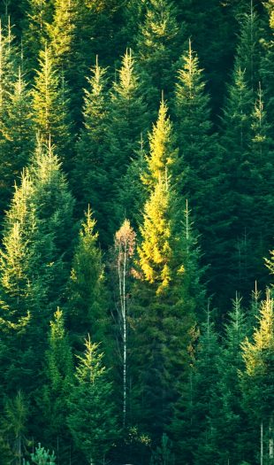 Beautiful evergreen forest with fir trees. Nature background, landscape photography